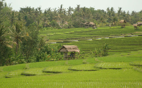 Luxury Villa in Bali