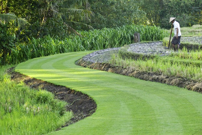 Bali Villa Puri Bawana Ricefield and lawn area .jpg