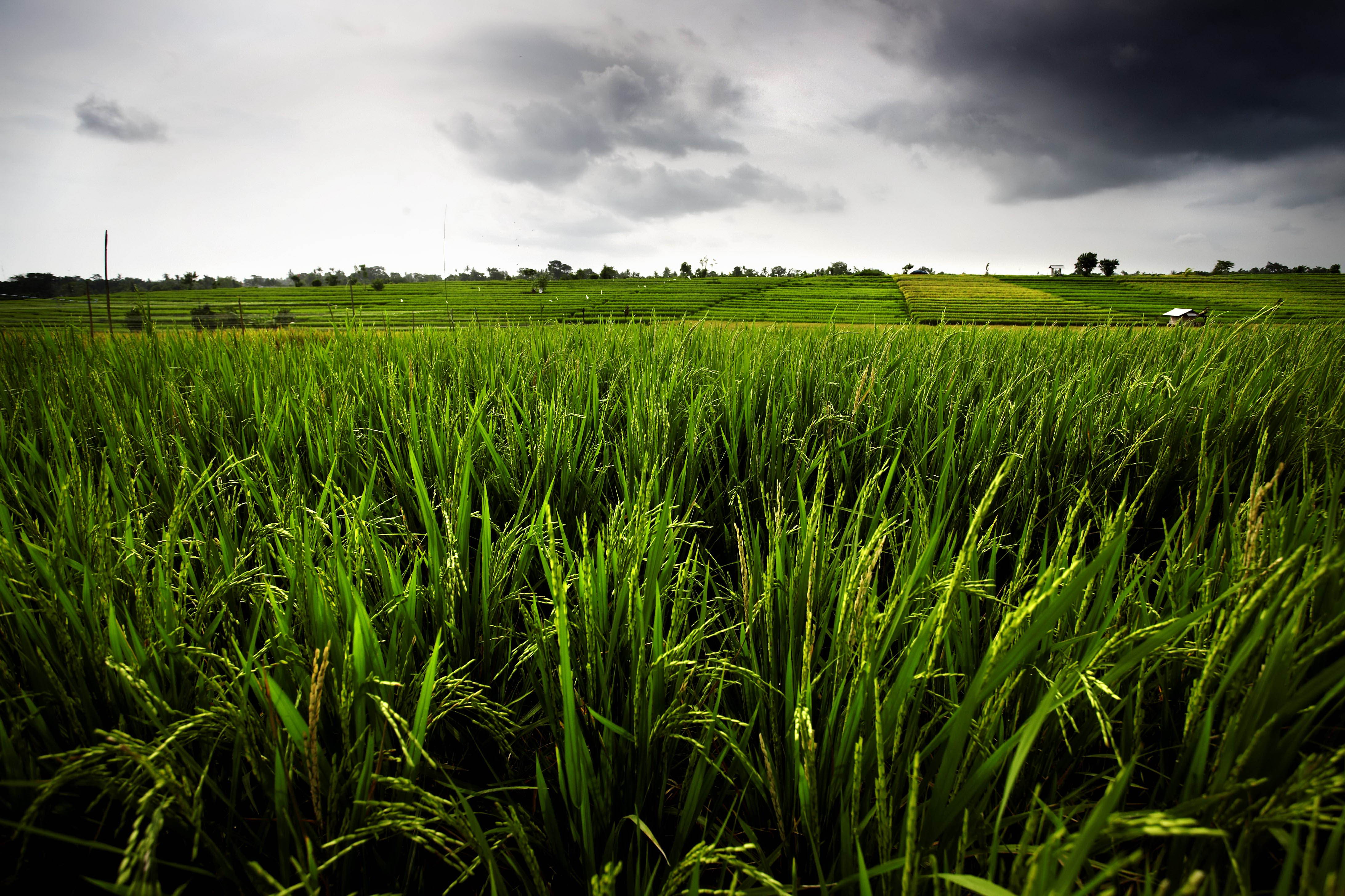 Villa Tukad Pangi Canggu rice field view