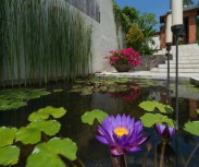 Mata Air Lily Pond