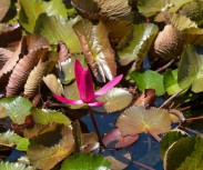 Mata Air Flowers in Pond