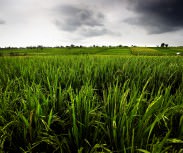 Villa Tukad Pangi Canggu rice field view